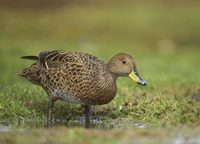 Yellow-billed (S Georgia) Pintail (Anas georgica) photo