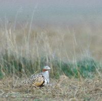 Black-bellied Sandgrouse (Pterocles orientalis) photo