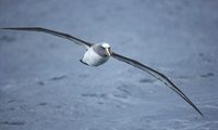 Buller's Albatross (Thalassarche bulleri platei) photo