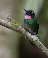 Tourmaline Sunangel (Heliangelus exortis) photo