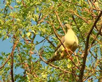 African Green-Pigeon - Treron calva