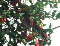 Yellow-billed Lorikeet - Neopsittacus musschenbroekii