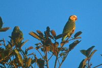 Yellow-faced Parrot - Amazona xanthops