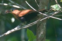 Black-bellied Cuckoo - Piaya melanogaster