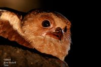 Oilbird - Steatornis caripensis