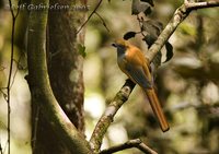 Whitehead's Trogon - Harpactes whiteheadi