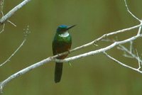 Green-tailed Jacamar - Galbula galbula