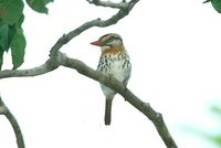 Spot-backed Puffbird - Nystalus maculatus