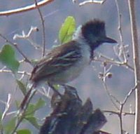 Collared Antshrike - Sakesphorus bernardi