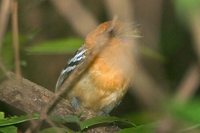 Amazonian Antshrike - Thamnophilus amazonicus