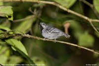 Gray Antwren - Myrmotherula menetriesii