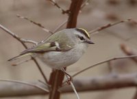 Golden-crowned Kinglet - Regulus satrapa