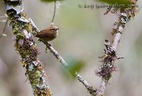 Mountain Wren - Troglodytes solstitialis