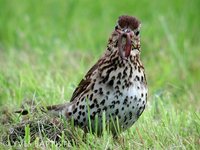 Song Thrush - Turdus philomelos