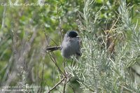 California Gnatcatcher - Polioptila californica