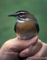 Bearded Scrub-Robin - Cercotrichas quadrivirgata