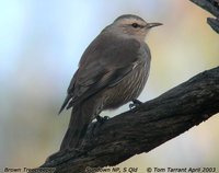 Brown Treecreeper - Climacteris picumnus