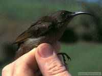 Eastern Olive-Sunbird - Cyanomitra olivacea