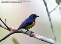 Yellow-rumped Flowerpecker - Prionochilus xanthopygius