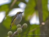 Olive-capped Flowerpecker - Dicaeum nigrilore