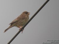 Corn Bunting - Emberiza calandra