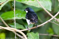 Lined Seedeater - Sporophila lineola