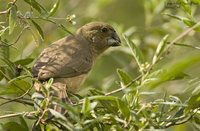 Large-billed Seed-Finch - Oryzoborus crassirostris