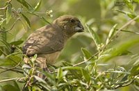 Large-billed Seed-Finch - Oryzoborus crassirostris