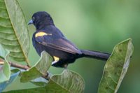 Epaulet Oriole - Icterus cayanensis