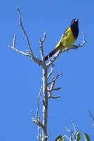 Black-cowled Oriole - Icterus prosthemelas