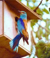 European Roller at nestbox in the Vallee des Baux