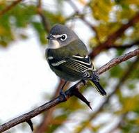 Blue-headed Vireo