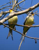 Swallow-tailed Cotinga (??Nick Athanas)