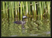 White-tufted Grebe