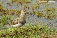 Pectoral Sandpiper Calidris melanotos