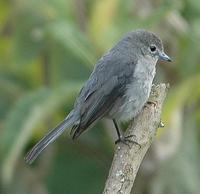 White-eyed Slaty Flycatcher p.408