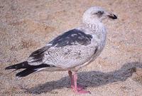 큰재갈매기 (Slaty-Backed Gull) Larus schistisagus