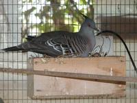 Crested Pigeon Ocyphaps lophotes