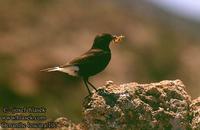 Oenanthe leucura 107 UK: Black Wheatear