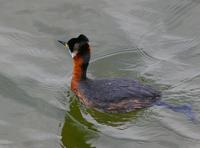 Red-necked Grebe (Podiceps grisegena)