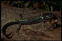 : Ambystoma macrodactylum sigillatum; Southern Long-toed Salamander