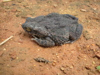 : Bufo granulosus