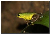 : Dendrobates pumilio cayod'aqua; Strawberry Poison Frog