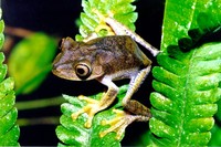 : Hypsiboas geographicus