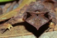 : Proceratophrys melanopogon