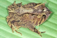 : Proceratophrys subguttata