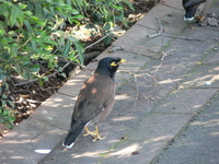 : Acridotheres tristis; Common Mynah