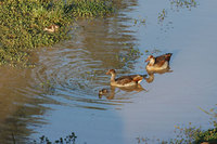 : Alopochen aegyptiacus; Egyptian Goose