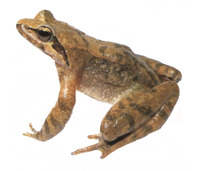 : Rana sakuraii; Stream Brown Frog