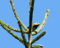 : Dendroica virens; Black-throarted Green Warbler